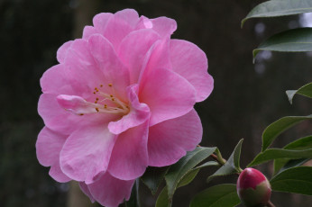 Картинка цветы камелии камелия цветение цвет лепестки кустарник