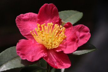 Картинка цветы камелии кустарник лето цветение камелия