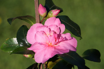 Картинка цветы камелии лето кустарник цветение камелия