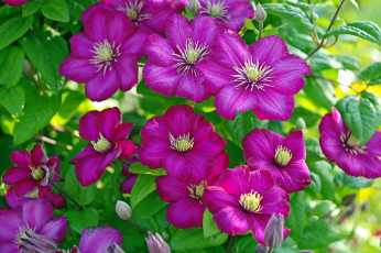 Картинка цветы клематис+ ломонос цветение дача флора клематисы многолетники позитив июль лето красота растения клематис природа