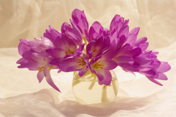 Картинка цветы крокусы сиреневый цвет красота множество осень сентябрь растения луковичные букетик радость природа композиция флора безвременник