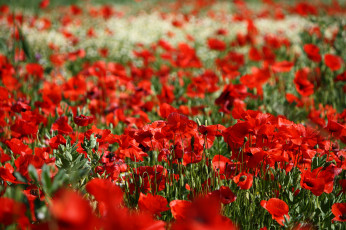 Картинка цветы маки красота цвет лепестки цветение мак