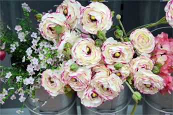 Картинка цветы разные+вместе ранункулюс