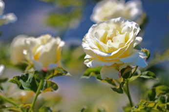 Картинка цветы розы белый