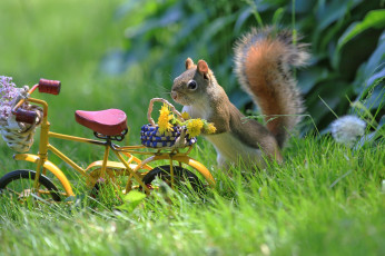 Картинка животные белки велосипед животное зверёк цветы природа корзинка грызун белка одуванчики лето трава