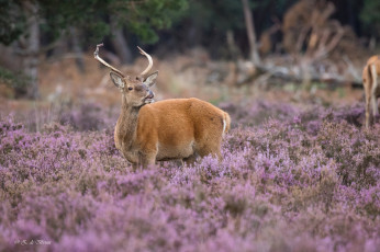 Картинка животные олени природа рога травa зов олень