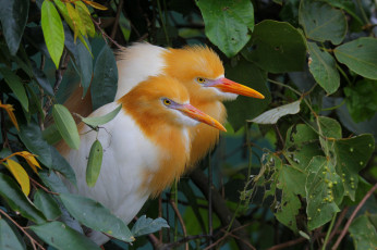 Картинка животные птицы дерево белые листья природа