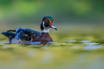 Картинка животные утки утка птица природа вода