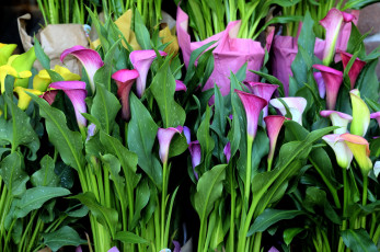 Картинка цветы каллы лиловый