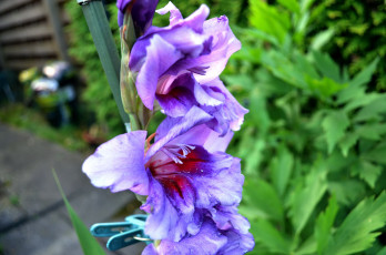 Картинка цветы гладиолусы синий