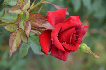 Картинка цветы розы цветок ветка макро вода капли роза