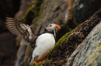 Картинка животные тупики природа горы птица рыба тупик