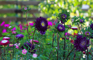 Картинка цветы астры природа лето красота дача цветение