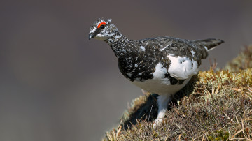 Картинка животные птицы трава фон взгляд окрас птица