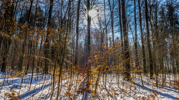 Картинка природа лес простор