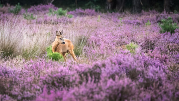 Картинка животные олени цветы лес луг животное олень