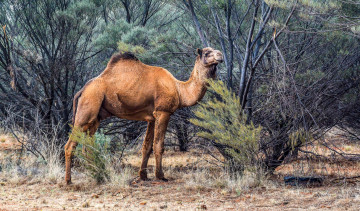 Картинка животные верблюды верблюд