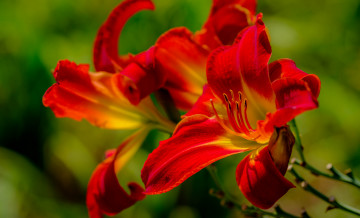 Картинка цветы лилии +лилейники лепестки цветение тычинки лилия