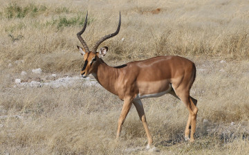Картинка животные антилопы антилопа