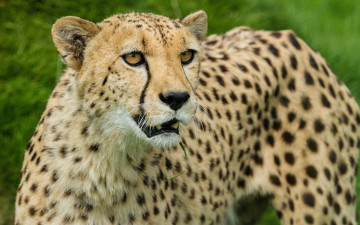 Картинка животные гепарды взгляд
