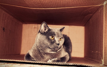 Картинка животные коты играть кот киса британец серый