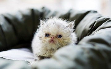 Картинка животные коты котенок