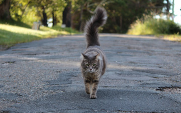 Картинка животные коты растения дорога