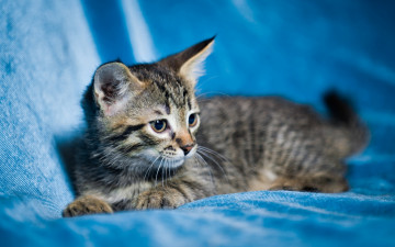 Картинка животные коты взгляд