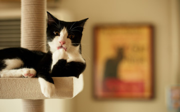 Картинка животные коты взгляд