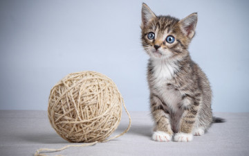 Картинка животные коты взгляд клубок