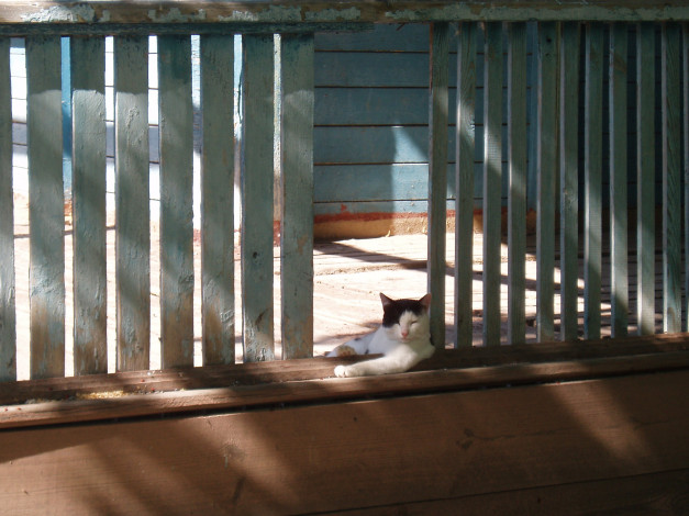 Обои картинки фото суперотдых, животные, коты, кот, домашние животные