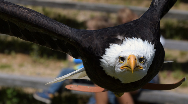 Обои картинки фото животные, птицы - хищники, полет, птица, орел, хищник