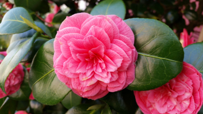 Обои картинки фото цветы, камелии, камелия, лепестки, цветение, цветок