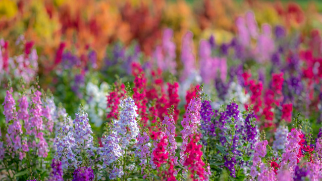 Обои картинки фото цветы, лето, много, цветение, поле