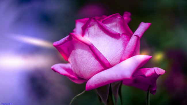 Обои картинки фото цветы, розы, лепестки, цветение, цвет, роза