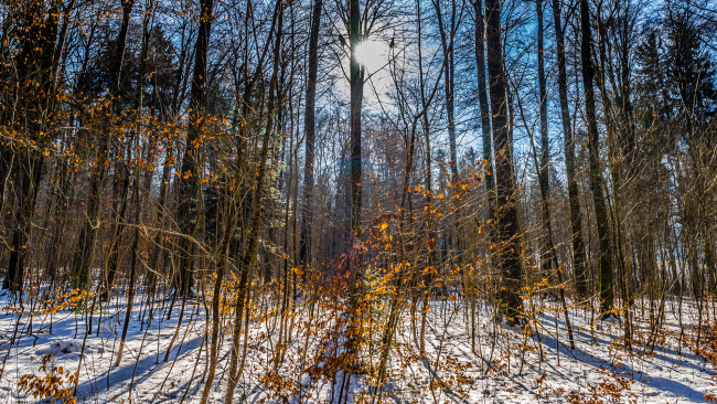 Обои картинки фото природа, лес, простор