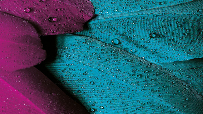 Обои картинки фото разное, текстуры, капли, rain, птица, texture, текстура, drops, дождь, bird, feather, перо