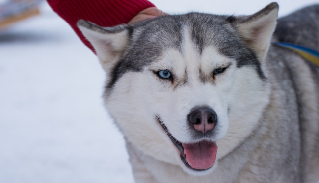 Обои картинки фото животные, собаки, морда