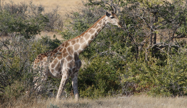 Обои картинки фото животные, жирафы, жираф
