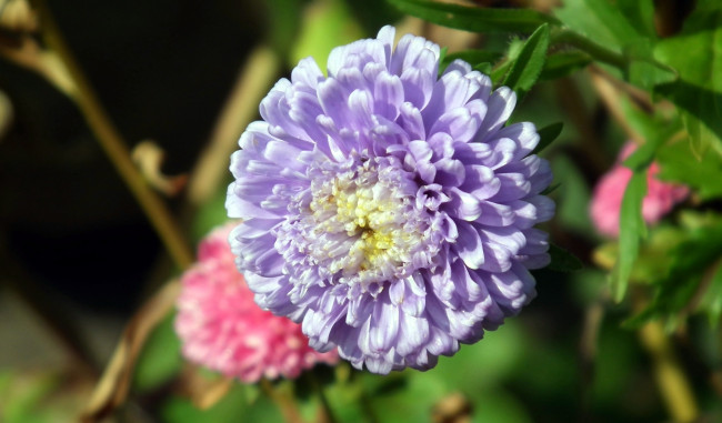 Обои картинки фото цветы, астры, макро