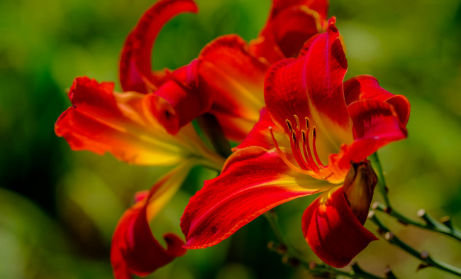 Обои картинки фото цветы, лилии,  лилейники, лепестки, цветение, тычинки, лилия