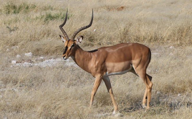 Обои картинки фото животные, антилопы, антилопа