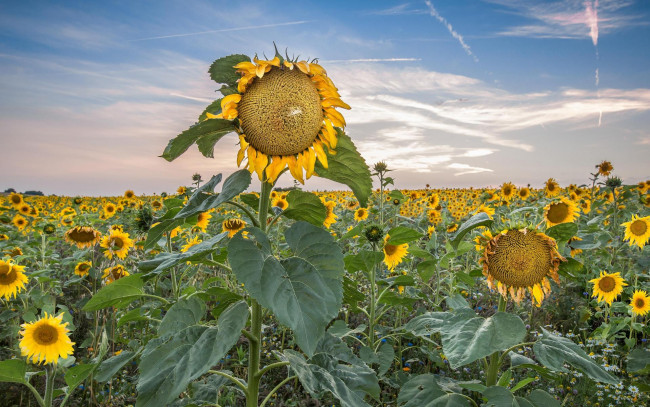 Обои картинки фото цветы, подсолнухи