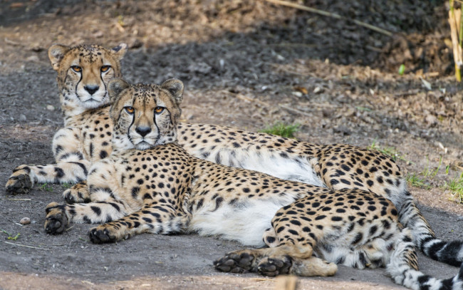 Обои картинки фото животные, гепарды, взгляд, отдых, двое