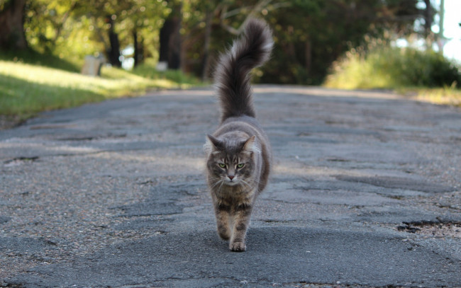 Обои картинки фото животные, коты, растения, дорога