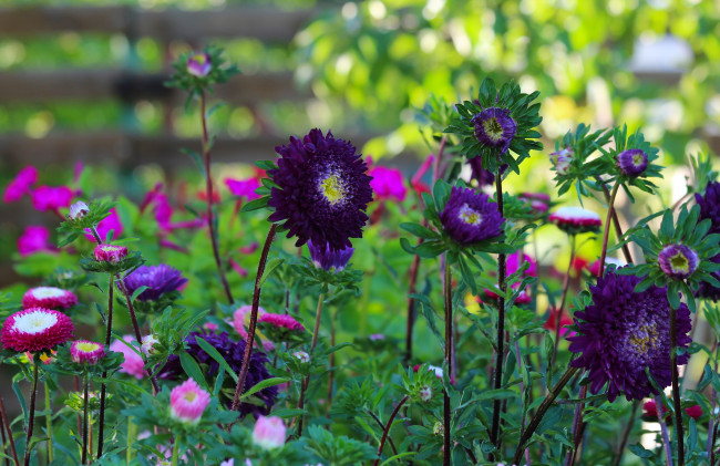 Обои картинки фото цветы, астры, природа, лето, красота, дача, цветение