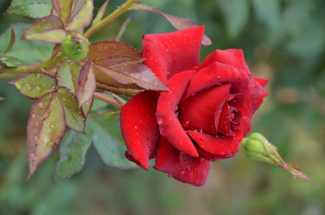 Обои картинки фото цветы, розы, цветок, ветка, макро, вода, капли, роза