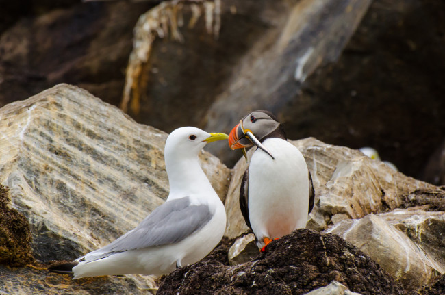 Обои картинки фото животные, разные вместе, чайка, птицы, тупик, рыба, камни, природа