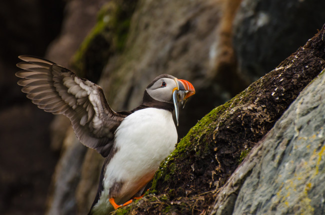 Обои картинки фото животные, тупики, природа, горы, птица, рыба, тупик