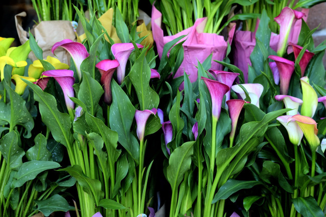 Обои картинки фото цветы, каллы, лиловый